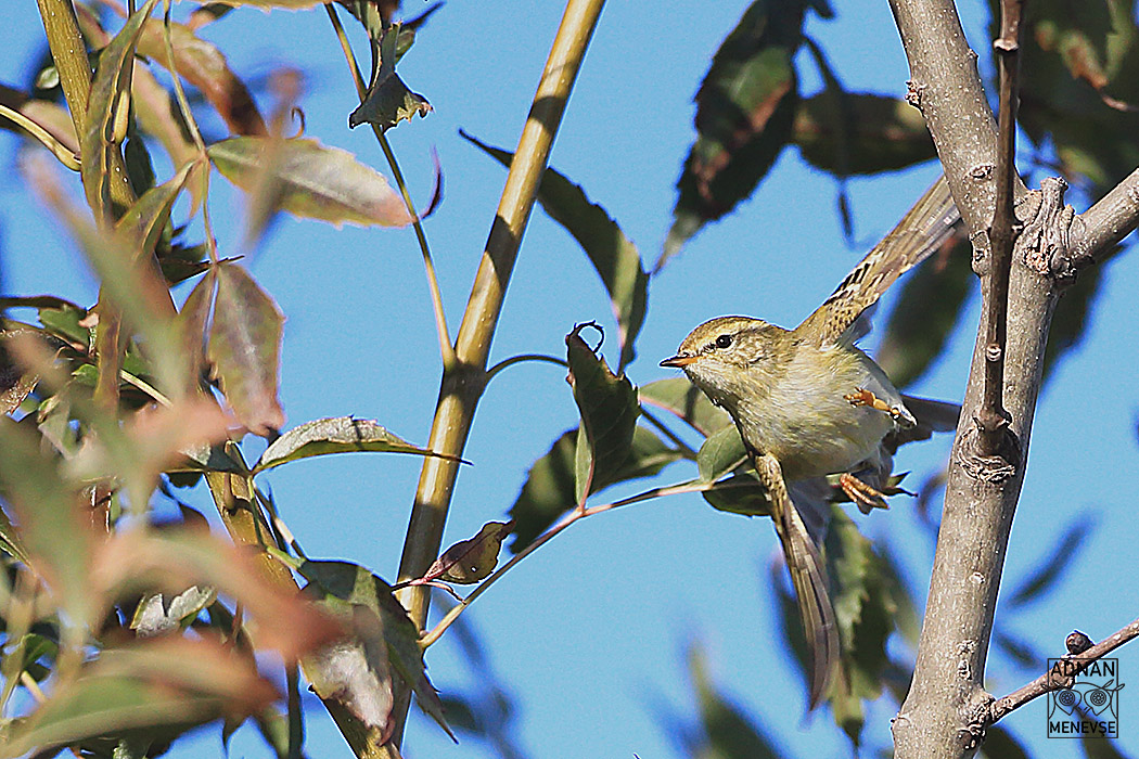 Yellow-browed Warbler